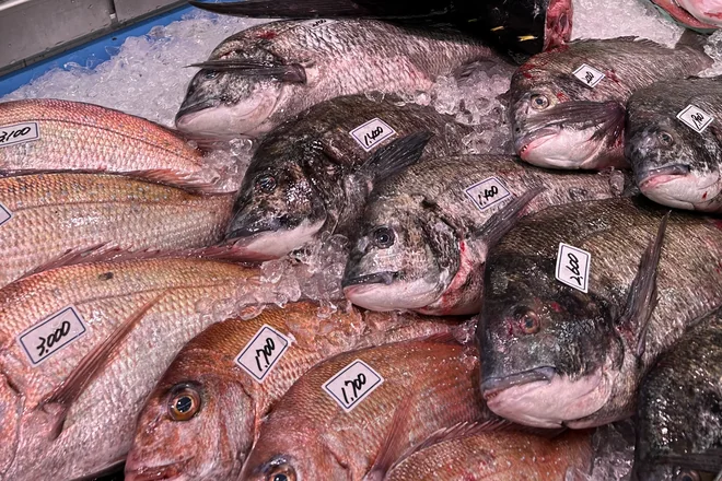水揚げされた新鮮な魚